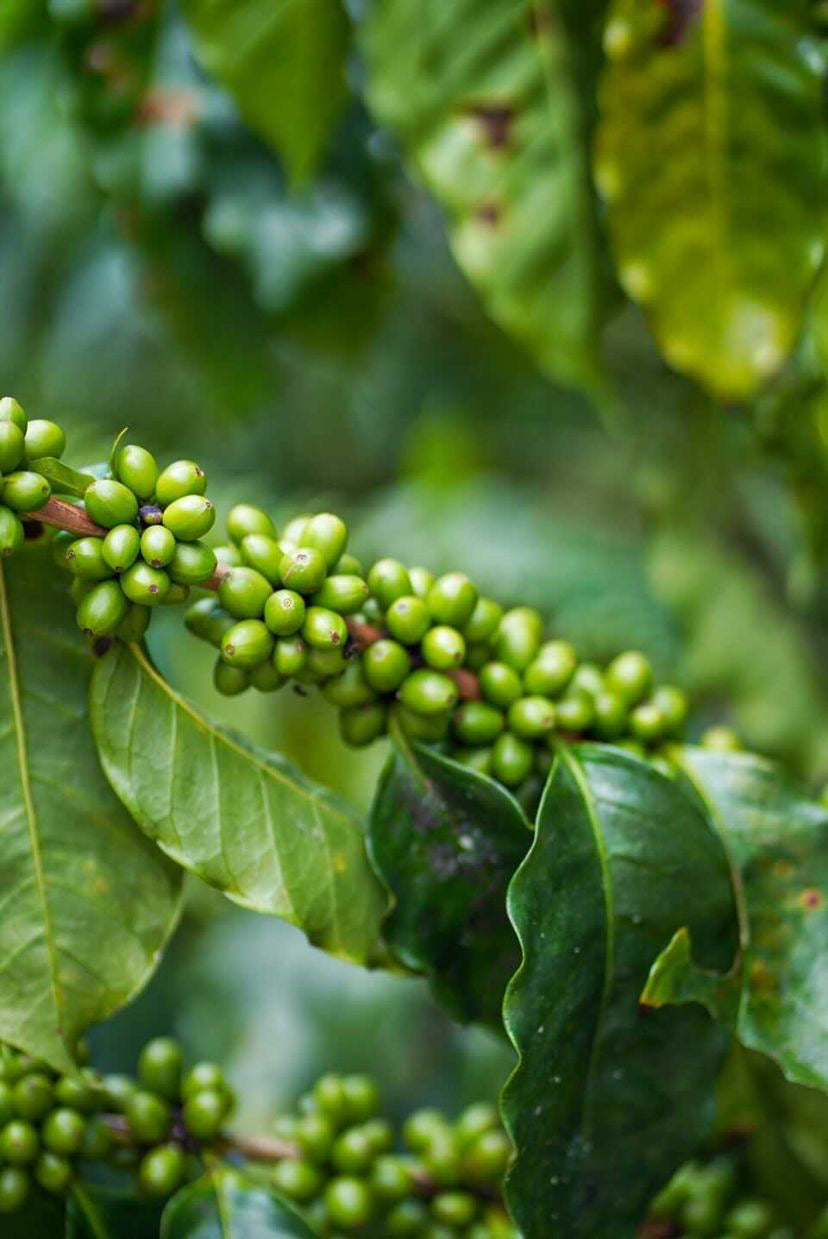 Coffee Tour and Workshop - From Seed to Cup - The Experience