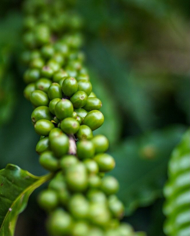 Coffee Tour and Workshop - From Seed to Cup - The Experience