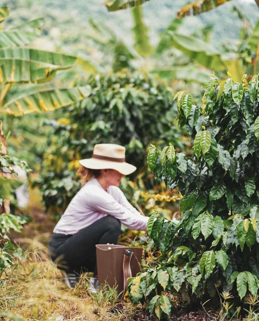 Coffee Tour and Workshop - From Seed to Cup - The Experience