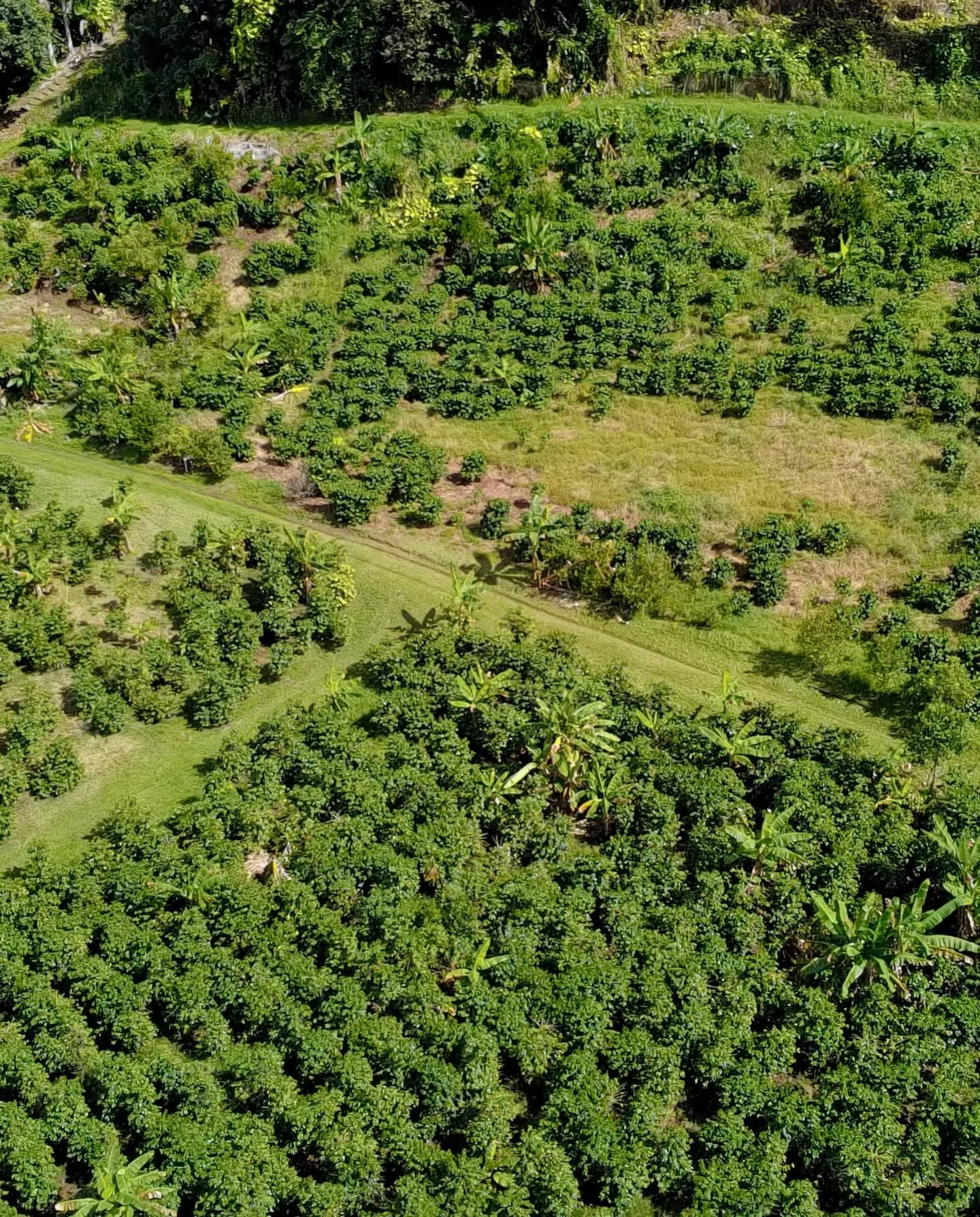 Coffee Tour and Workshop - From Seed to Cup - The Experience