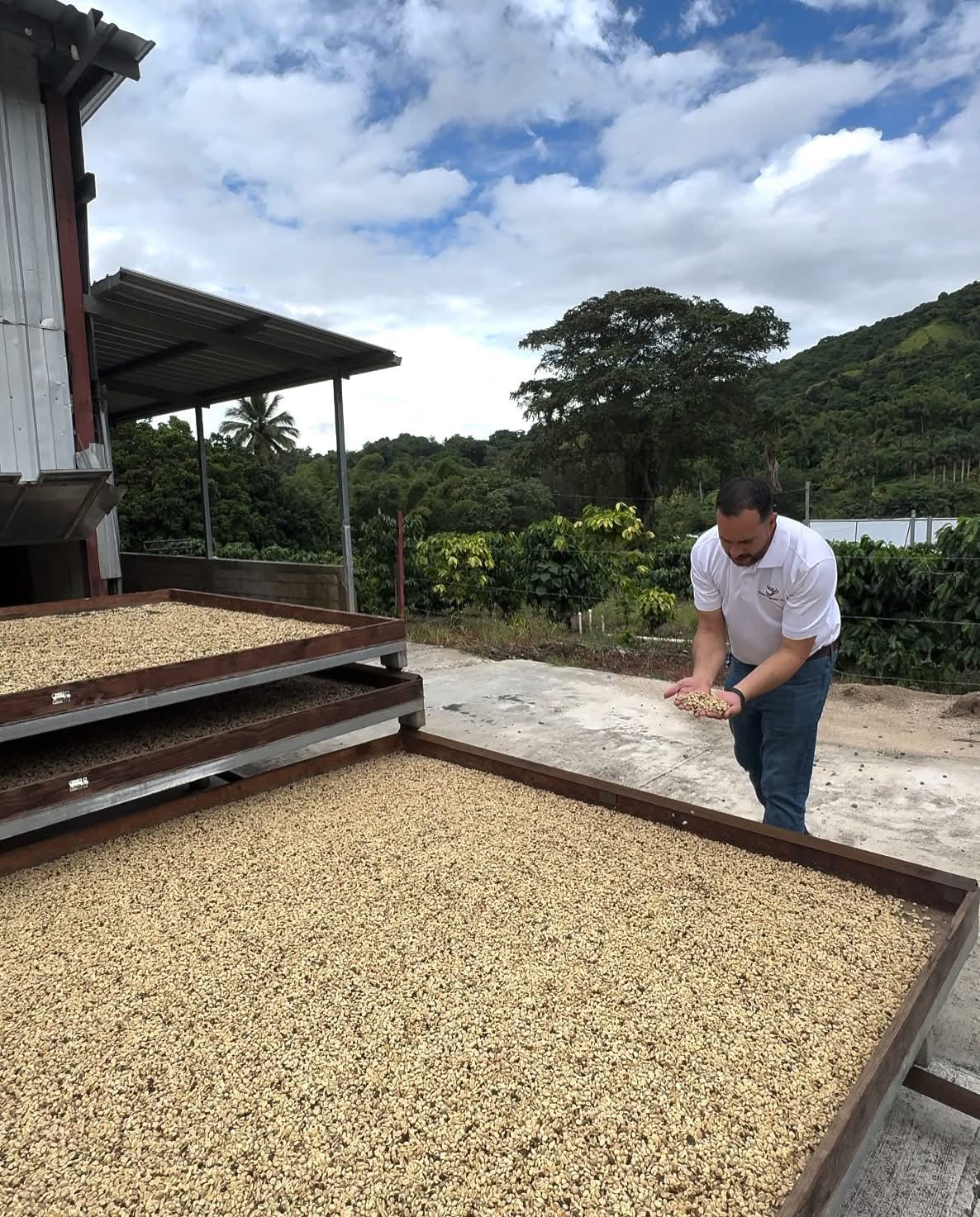 Coffee Tour and Workshop - From Seed to Cup - The Experience