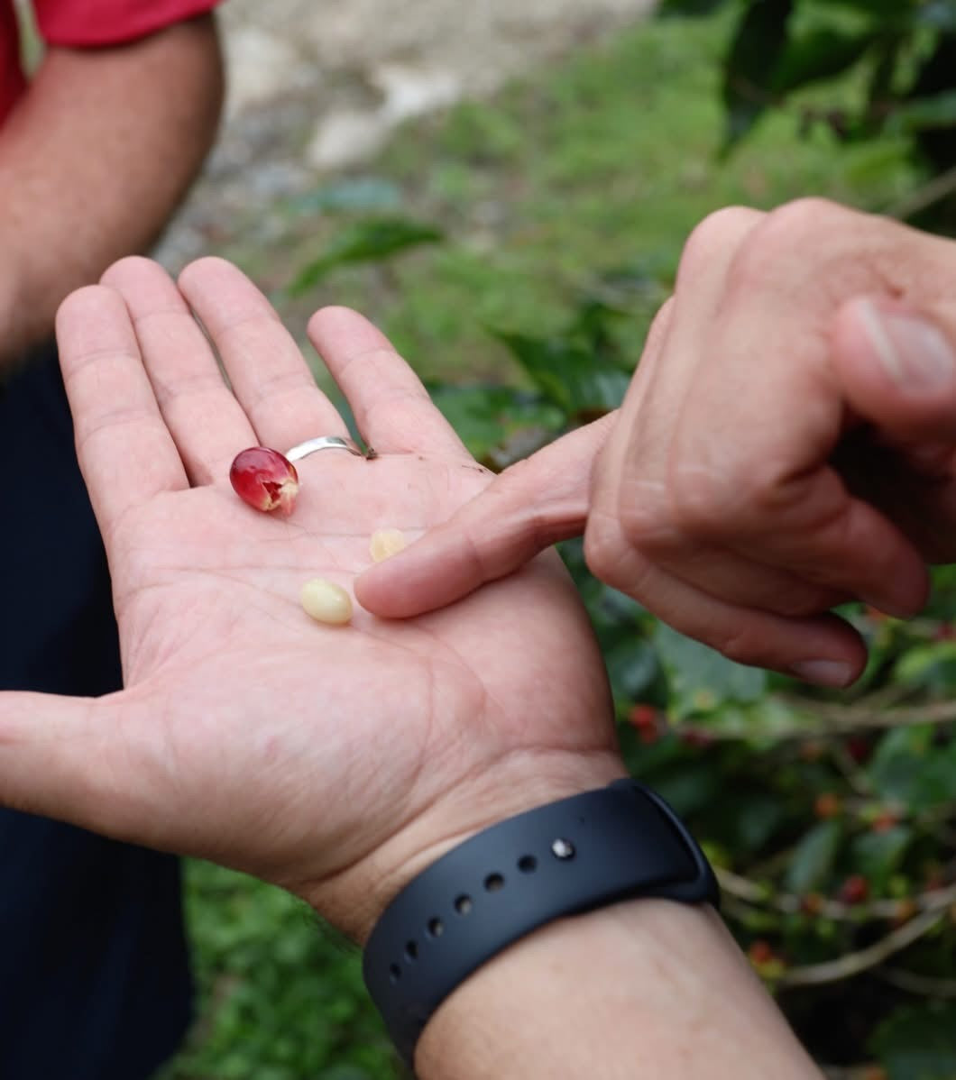 Coffee Tour and Workshop - From Seed to Cup - The Experience