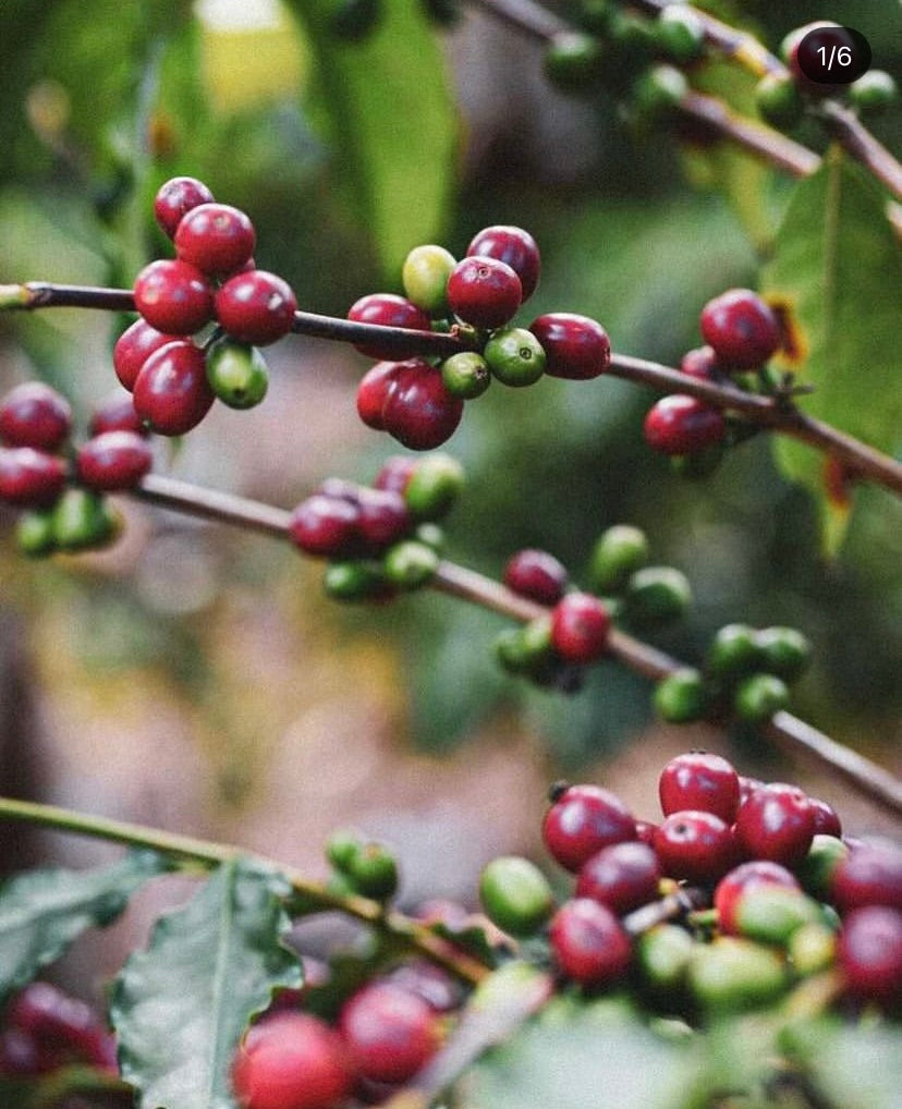 Coffee Tour and Workshop - From Seed to Cup - The Experience